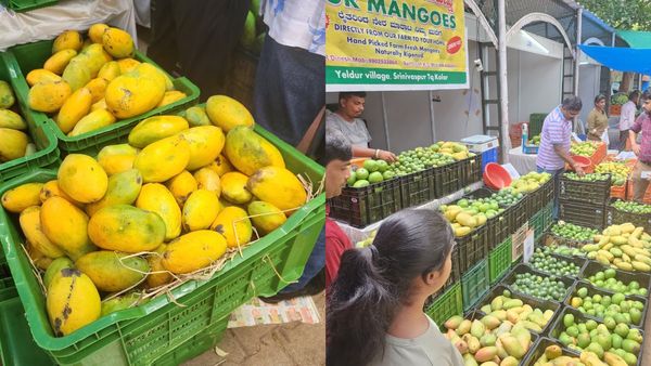 Mango Jackfruit Fair: ಬೆಂಗಳೂರಿನ ಕಬ್ಬನ್‌ ಪಾರ್ಕ್‌ನಲ್ಲಿ ಈ ಬಾರಿ ಎರಡು ಮಾವು-ಹಲಸು ಮೇಳ