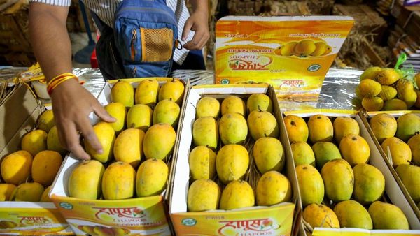 Mango: ಭಾರತದ ಮಾವು ನಮಗೆ ಬೇಡ ಎಂದ ಜಪಾನ್‌; ಈ ಕಾರಣಕ್ಕೆ 20 ವರ್ಷಗಳಲ್ಲೇ ಮೊದಲ ಬಾರಿಗೆ ರಫ್ತು ನಿಷೇಧ