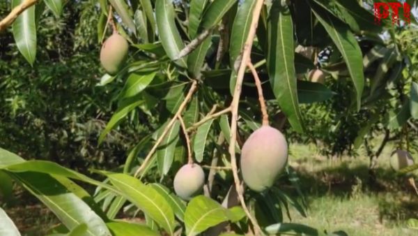Miyazaki Mango: ‘ಮರದ ಕೆಳಗೇ ಮಲಗುತ್ತೇನೆ' ₹3 ಲಕ್ಷ ಮೌಲ್ಯದ ಮಾವಿಗೆ ರೈತನ ಕಾವಲು