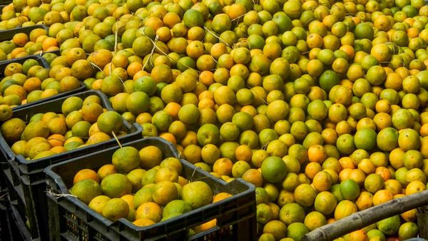 Orange City of India: ಭಾರತದ ಆರೆಂಜ್ ಸಿಟಿ ಎಂದೇ ಖ್ಯಾತಿ ಪಡೆದಿರುವ ನಗರ ಯಾವುದು?