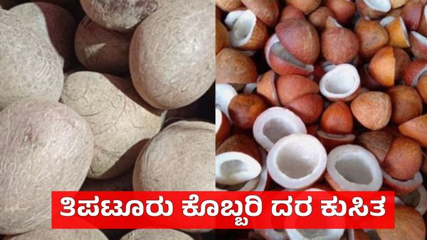 Copra: ದಾಖಲೆಯ ಏರಿಕೆಯ ಬಳಿಕ ಕೊಬ್ಬರಿ ದರ ಕುಸಿತ: ಇಂದಿನ ಮಾರುಕಟ್ಟೆ ದರ ಹೀಗಿದೆ