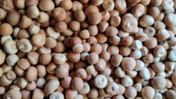 Arecanut Price: ದಾವಣಗೆರೆ ಮಾರುಕಟ್ಟೆಯಲ್ಲಿ ಅಡಿಕೆ ಧಾರಣೆ ಮತ್ತಷ್ಟು ಇಳಿಕೆ, ಇಲ್ಲಿದೆ ಜೂನ್ 25ರ ದರಪಟ್ಟಿ   