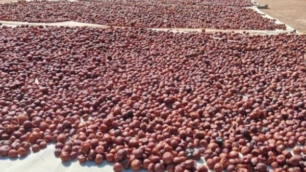 Arecanut Price Today: ಶಿವಮೊಗ್ಗ ಮಾರುಕಟ್ಟೆಯಲ್ಲಿ ಅಡಿಕೆ ಧಾರಣೆ ಎಷ್ಟಿದೆ? ಇಲ್ಲಿದೆ ಜೂನ್‌ 16ರ ದರಪಟ್ಟಿ