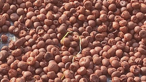 Arecanut Price Today: ಶಿವಮೊಗ್ಗ ಮಾರುಕಟ್ಟೆಯಲ್ಲಿ ಅಡಿಕೆ ಧಾರಣೆ ಎಷ್ಟಿದೆ? ಇಲ್ಲಿದೆ ಜೂನ್‌ 18ರ ದರಪಟ್ಟಿ