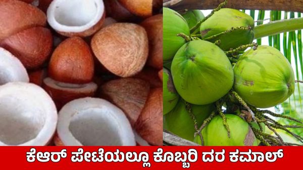 Copra Price: ಬೇಡಿಕೆ ಜೋರಿದ್ದರೂ ತಿಪಟೂರು ಕೊಬ್ಬರಿ ದರ ಕುಸಿತ; ವಿವಿಧ ಎಪಿಎಂಸಿಗಳಲ್ಲಿ ಇಂದಿನ ಬೆಲೆ ಎಷ್ಟಿದೆ?