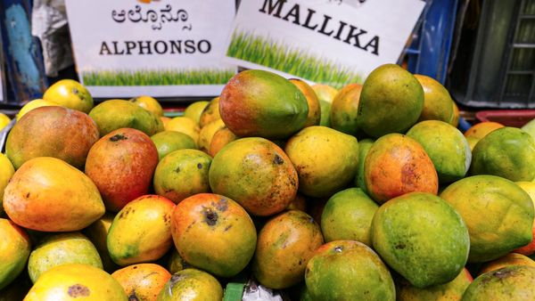 Mango Ban: ನೇಪಾಳದಿಂದ ಭಾರತದ ಮಾವಿಗೆ ನಿಷೇಧ, ಸಂಕಷ್ಟದಲ್ಲಿರುವ ಅಲ್ಲಿನ ವರ್ತಕರು ಹೇಳುವುದೇ ಬೇರೆ!
