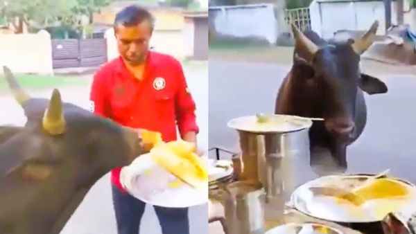 ಮಸಾಲೆ ದೋಸೆ ತಿನ್ನೋಕೆ ದಿನವೂ ಬರ್ತಾನೆ ಈ ವಿಐಪಿ ಗ್ರಾಹಕ; ಹೋಟೆಲ್‌ ಮಾಲೀಕ-ಗೂಳಿಯ ಸ್ನೇಹಕ್ಕೆ ನೆಟ್ಟಿಗರು ಫಿದಾ