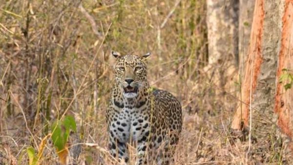 Leopard Spotted: ಬೆಂಗಳೂರಿನ ಜನತೆಗೆ ನಡುಕ ಹುಟ್ಟಿಸಿದ ಚಿರತೆ 