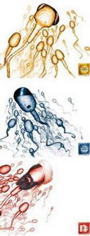 ഉറകളില്‍ മാവോ ചിത്രം: ചൈനയില്‍ പ്രതിഷേധം ശക്തം