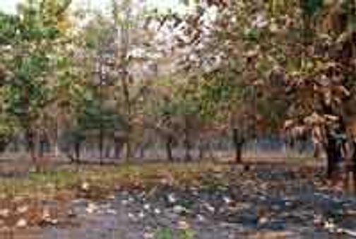 തേക്കിനെ അറിയാം....