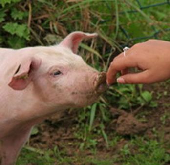 പന്നിപ്പനി വൈറസിന്‌ പുതിയഭാവം