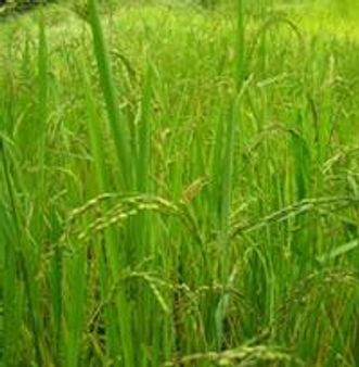 നെല്ലിന്റെ സംഭരണ വില ഉയര്‍ത്തി