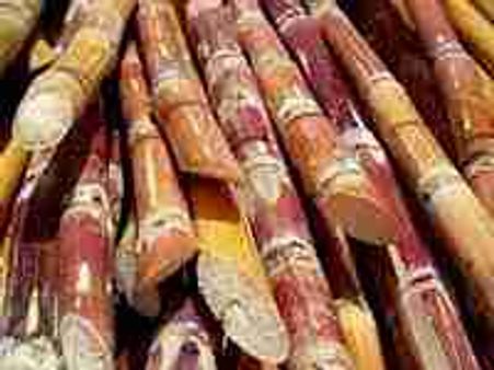 കരിമ്പ് വില: സര്‍ക്കാര്‍ വഴങ്ങി