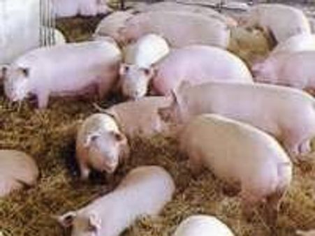 ചൈന പന്നിയിറച്ചി ഇറക്കുമതി നിരോധനം നീക്കി