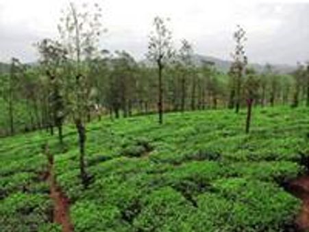 ഹാരിസണ്‍ തോട്ടത്തില്‍ ഭൂമി കയ്യേറ്റം