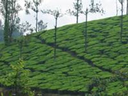 ഹാരിസണ്‍ ഭൂമിയില്‍ വീണ്ടും കയ്യേറ്റം