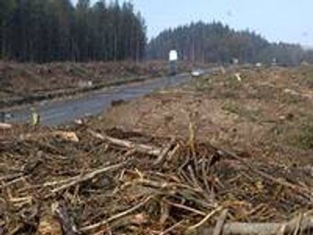 അശ്ലീലം തടയാന്‍ 6000മരങ്ങള്‍ മുറിച്ചു