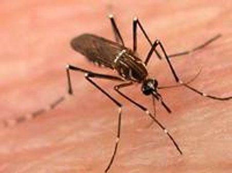 ഡെങ്കിപ്പനി: ഹോണ്ടുറാസില്‍ അടിയന്തരാവസ്ഥ