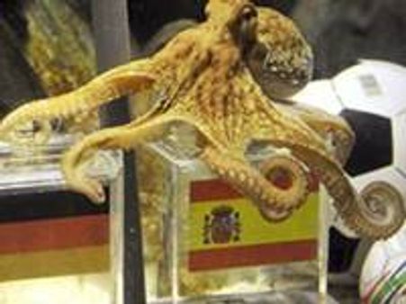 നീരാളി പോള്‍ സ്‌പെയിനിലേക്ക്