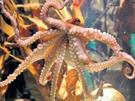 നീരാളി പ്രവാചകന്‍ കളി വിട്ട് കാര്യത്തിലേയ്ക്ക്