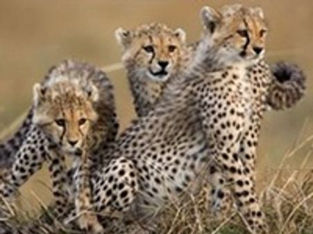 ചീറ്റപ്പുലി വളര്‍ത്താന്‍ കേന്ദ്രസര്‍ക്കാര്‍