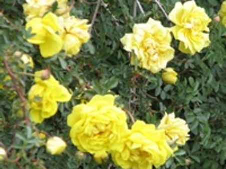 പൂക്കളും മധുരവുമില്ലാതെ എന്താഘോഷം?