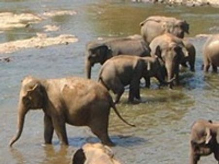 ആനയെ പൈതൃകമൃഗമായി പ്രഖ്യാപിയ്ക്കും