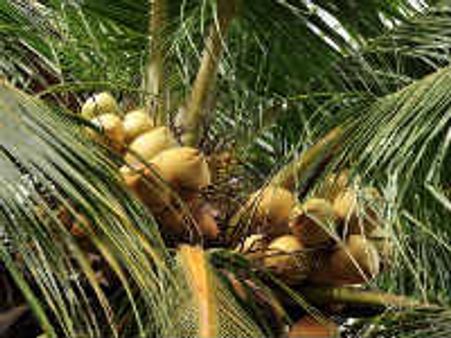 സെപ്തംബര്‍ രണ്ട് ലോക നാളികേര ദിനം