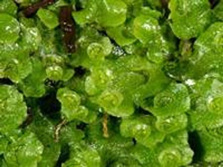 ആദിയിലെ പുല്‍നാമ്പുകള്‍ ഇതാ ഇവിടെ....