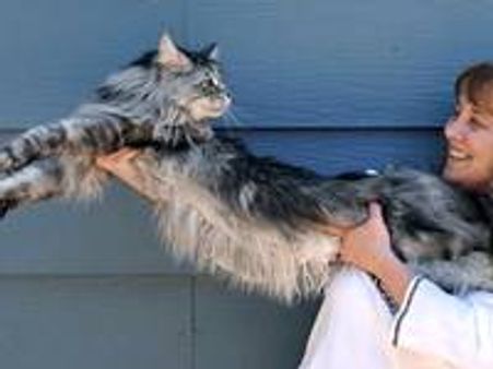 നീളന്‍ മ്യാവൂ.... ഗിന്നസ് ബുക്കിലേക്ക്