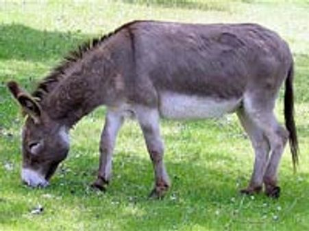 ഐടി സിറ്റിയില്‍ കഴുതപ്പാലിന് ആവശ്യക്കാരേറെ