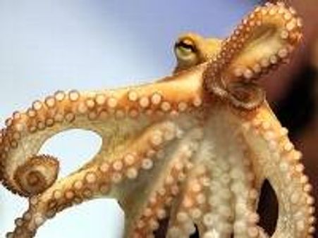 പോള്‍ നീരാളിയ്ക്ക് പിന്‍ഗാമി