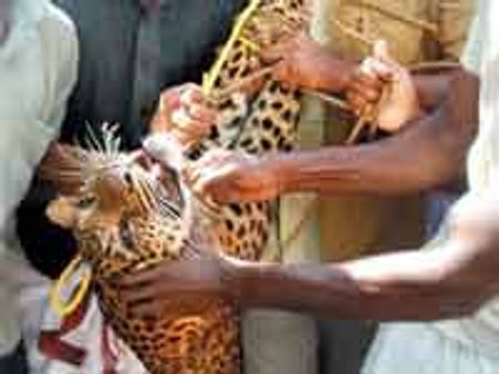 പുള്ളിപ്പുലി ചികിത്സയ്ക്കായി തൃശൂരില്‍