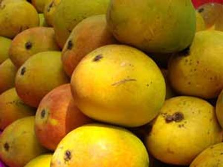 13 ടണ്‍ കാര്‍ബൈഡ് മാമ്പഴം പിടിച്ചു