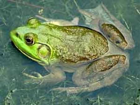 തവള തിന്നെന്ന് ഫേസ്ബുക്കില്‍; യുവാവ് കുടുങ്ങി