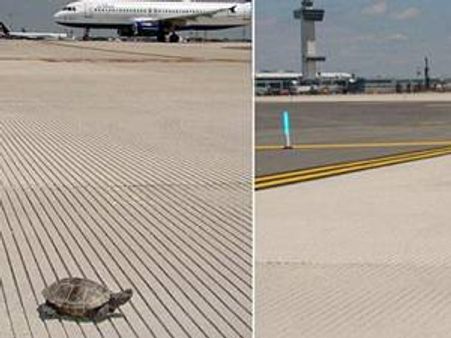 റണ്‍വേയില്‍ ആമകളുടെ മാര്‍ച്ച് ; വിമാനങ്ങള്‍ വൈകി