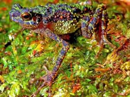 87 വര്‍ഷത്തിന് ശേഷം മഴവില്‍ തവളയെ കണ്ടെത്തി