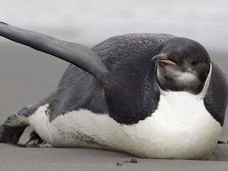 ഇനി പെന്‍ഗ്വിന്‍ രാജാവ് നാട്ടിലേയ്ക്ക്