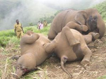 മിന്നലേറ്റ് നാലാനകള്‍ ചരിഞ്ഞു