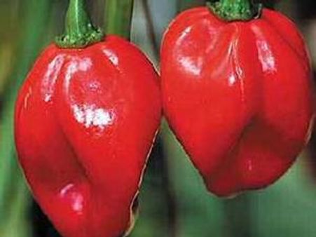 എരിവുകറി തീറ്റ മത്സരം: വിജയികള്‍ ആശുപത്രിയില്‍