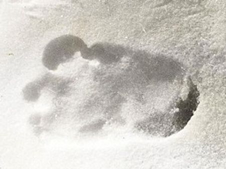 'മഞ്ഞുമനുഷ്യന്‍'സത്യമാണെന്ന് റിപ്പോര്‍ട്ട്