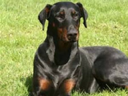 നായയെ കണ്ടുപിടിച്ചാല്‍ 5ലക്ഷം സമ്മാനം!