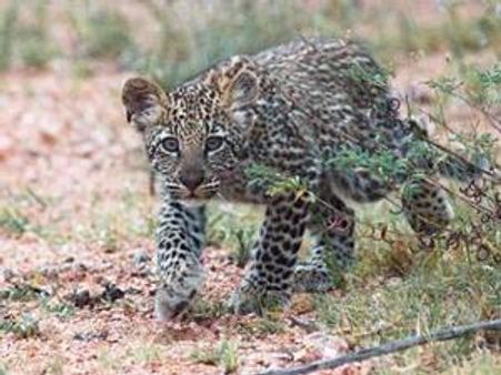 പീച്ചിയില്‍ പുലിക്കുട്ടിയെ നായ കടിച്ചുകൊന്നു