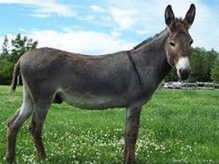 ലൈംഗികത്തൊഴിലാളി കഴുതയായെന്ന് 28കാരന്‍