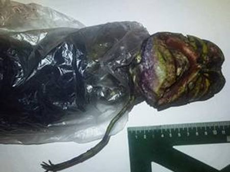 അന്യഗ്രഹജീവിയെ ഫ്രീസറില്‍ സൂക്ഷിച്ചെന്ന്