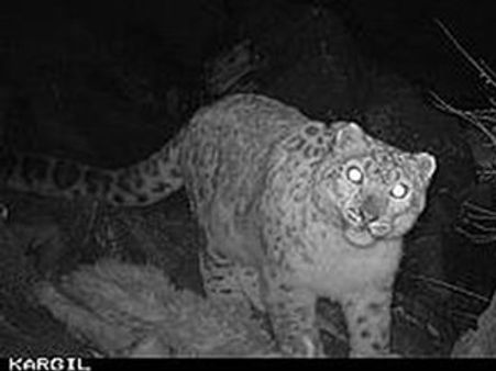 കാര്‍ഗില്‍ യുദ്ധം ഹിമപ്പുലികള്‍ അതിജീവിച്ചു