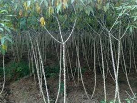 കോഴിക്കോട് സര്‍വ്വകലാശാലയില്‍ അടിയന്തിരാവസ്ഥ?