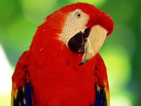 വഴിതെറ്റിയ തത്ത പൊലീസിന്‌ വഴി പറഞ്ഞു