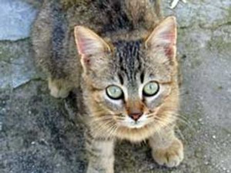 പൂച്ചയെ രക്ഷിച്ചു:4 മരണം,21 പേര്‍ക്ക്‌ പരിക്ക്‌