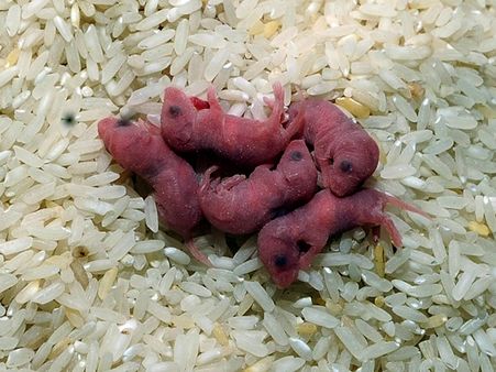 റേഷനരിക്കൊപ്പം എലികുഞ്ഞുങ്ങള്‍ ഫ്രീ